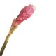 Ginger - Pink